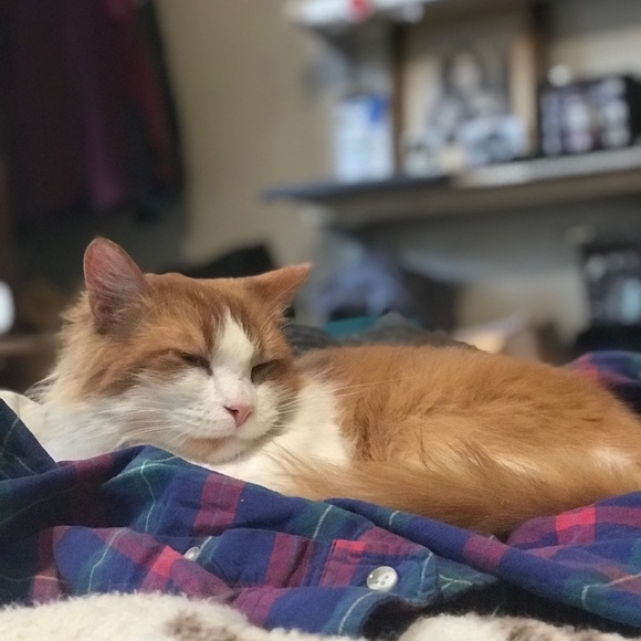 Meet your Posher, Rachie - Picture 2 of 2